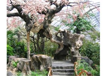 仿真榕樹古樹展示